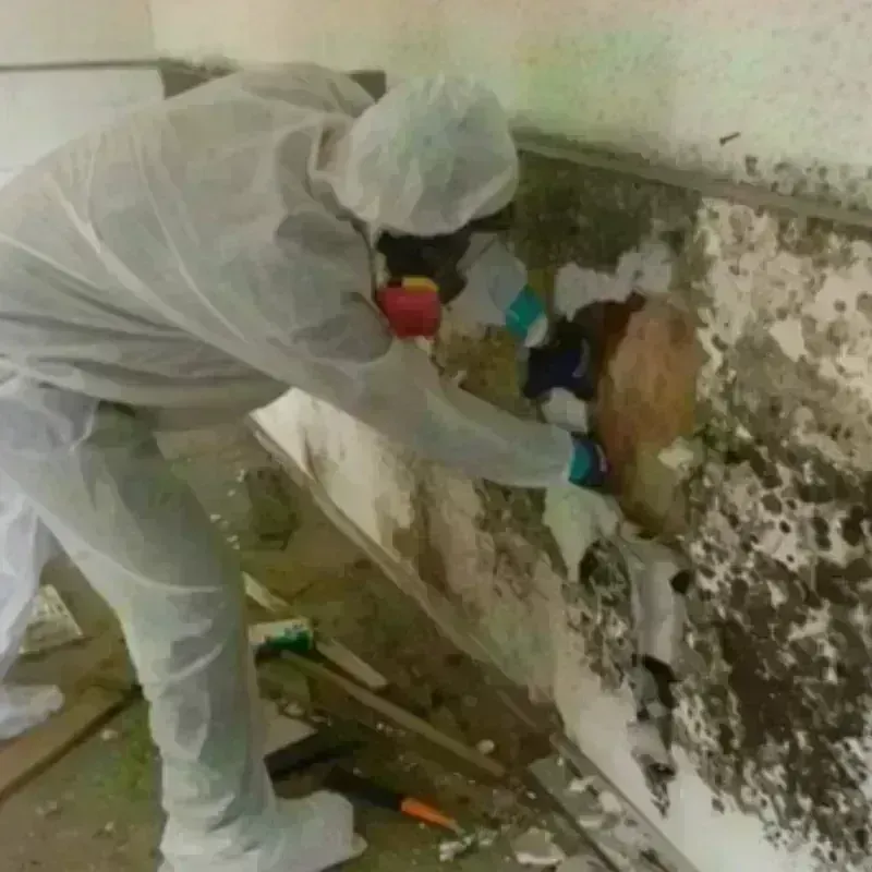 Mold Remediation and Removal in Wahkiakum County, WA